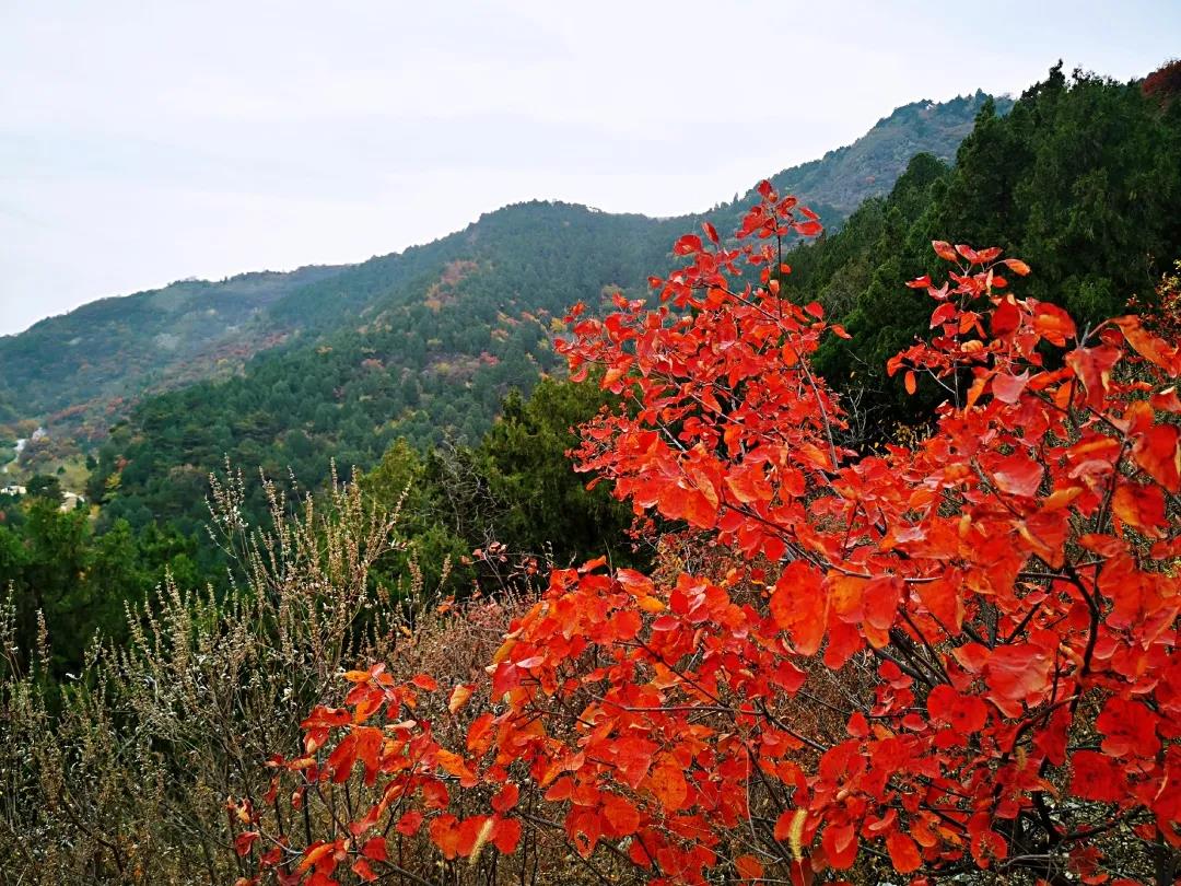 ΢ͼƬ_20201102100117.jpg